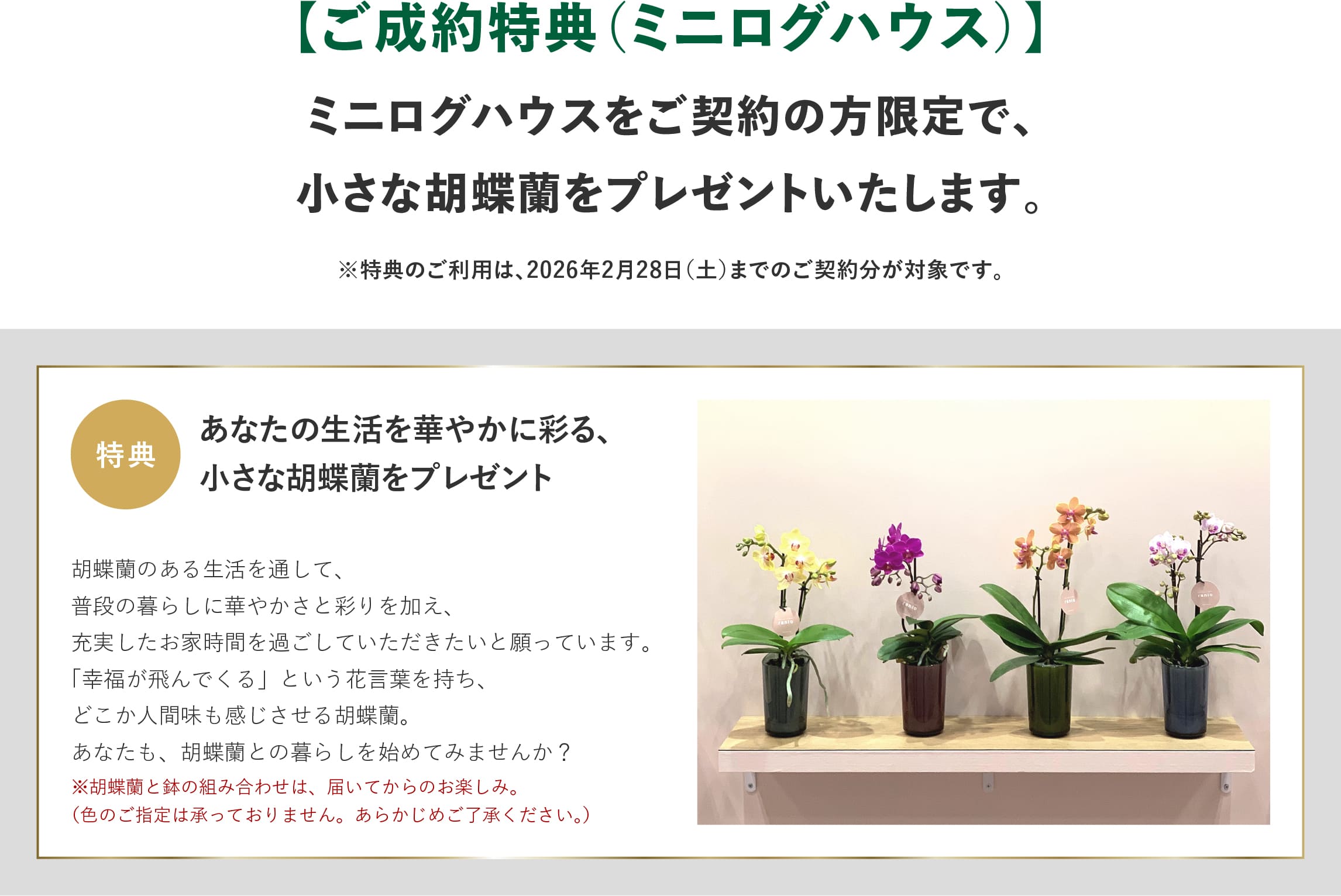 ログハウス,ビックボックスキャンペーン