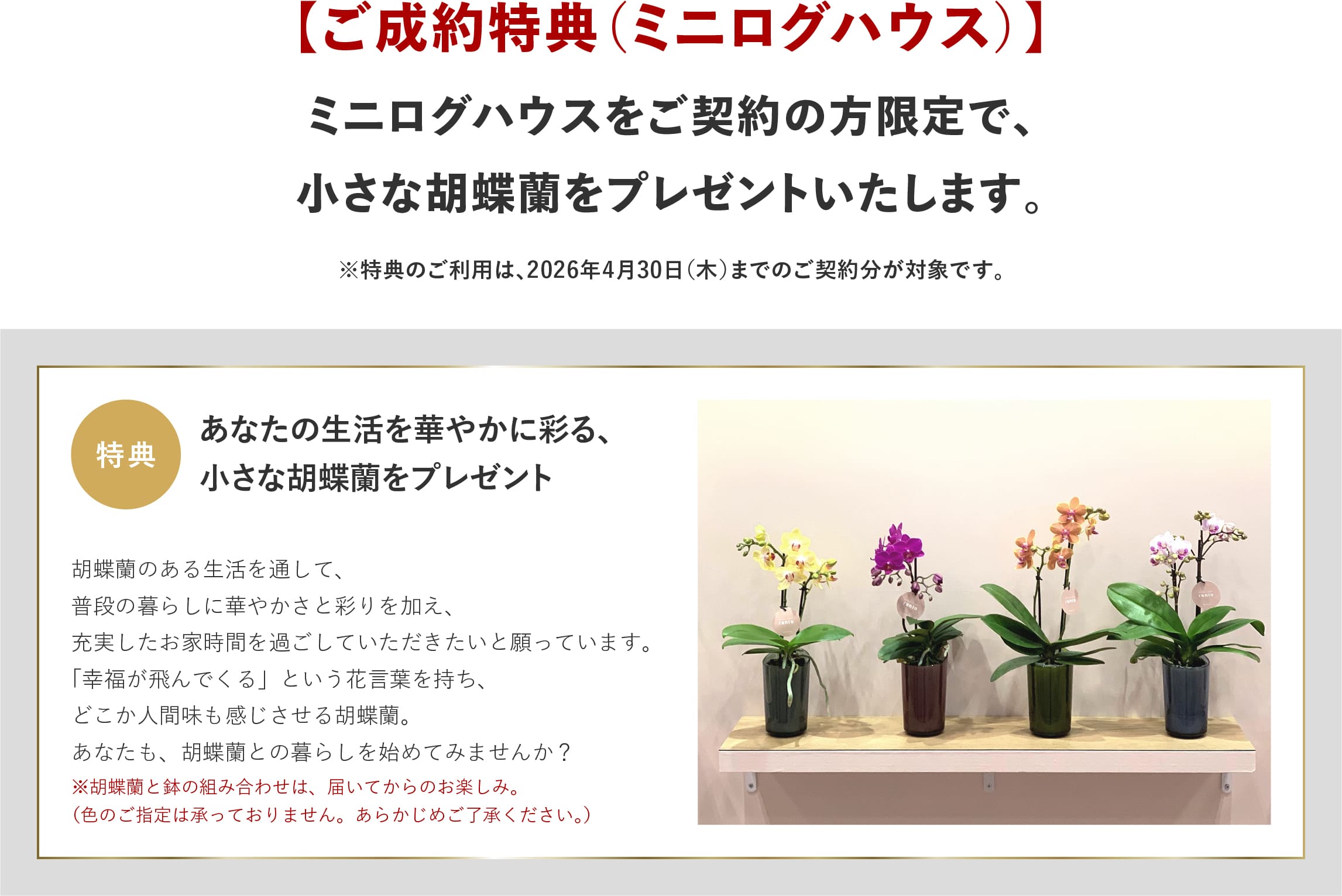 ログハウス,ビックボックスキャンペーン