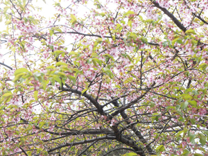 桜の開花と事務所現状