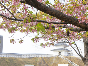 桜咲く分譲地