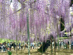 世界に誇る栃木県の花