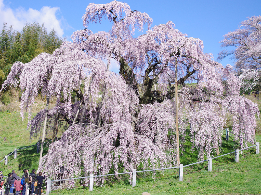 震災の福島の春