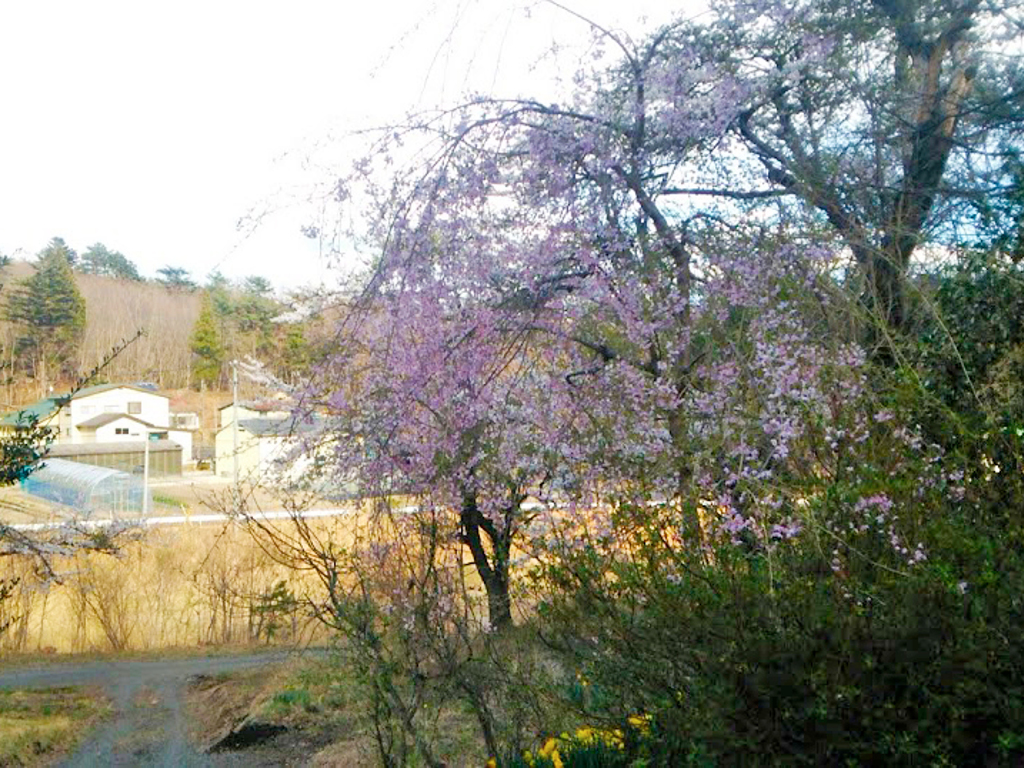 ログハウス,福島,桜