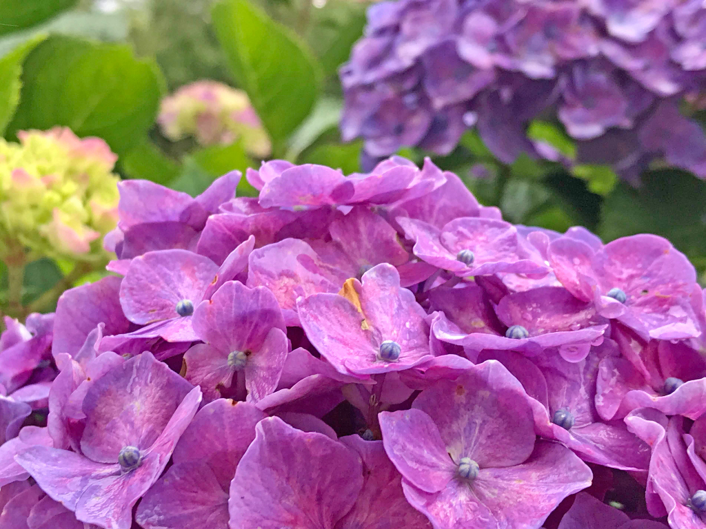 ログハウス,紫陽花