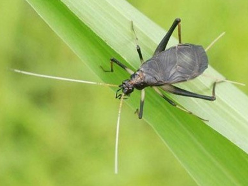 秋の訪れ 鈴虫と西郷と竜馬と母と酒 ログハウスのビックボックス