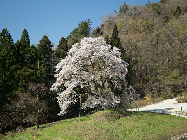 福島県の復興に思う