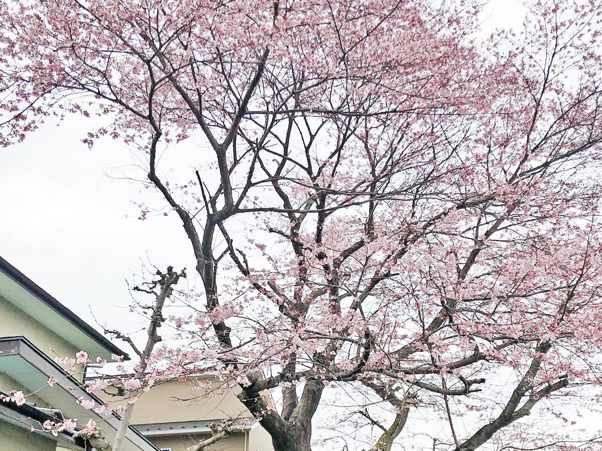 インスタ見て! bbログハウス