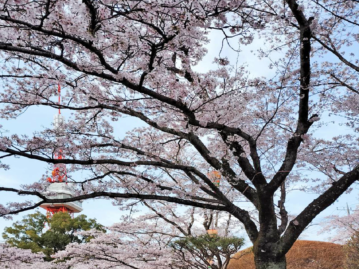 花夢開く春うらら