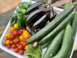 沢山の夏野菜収穫